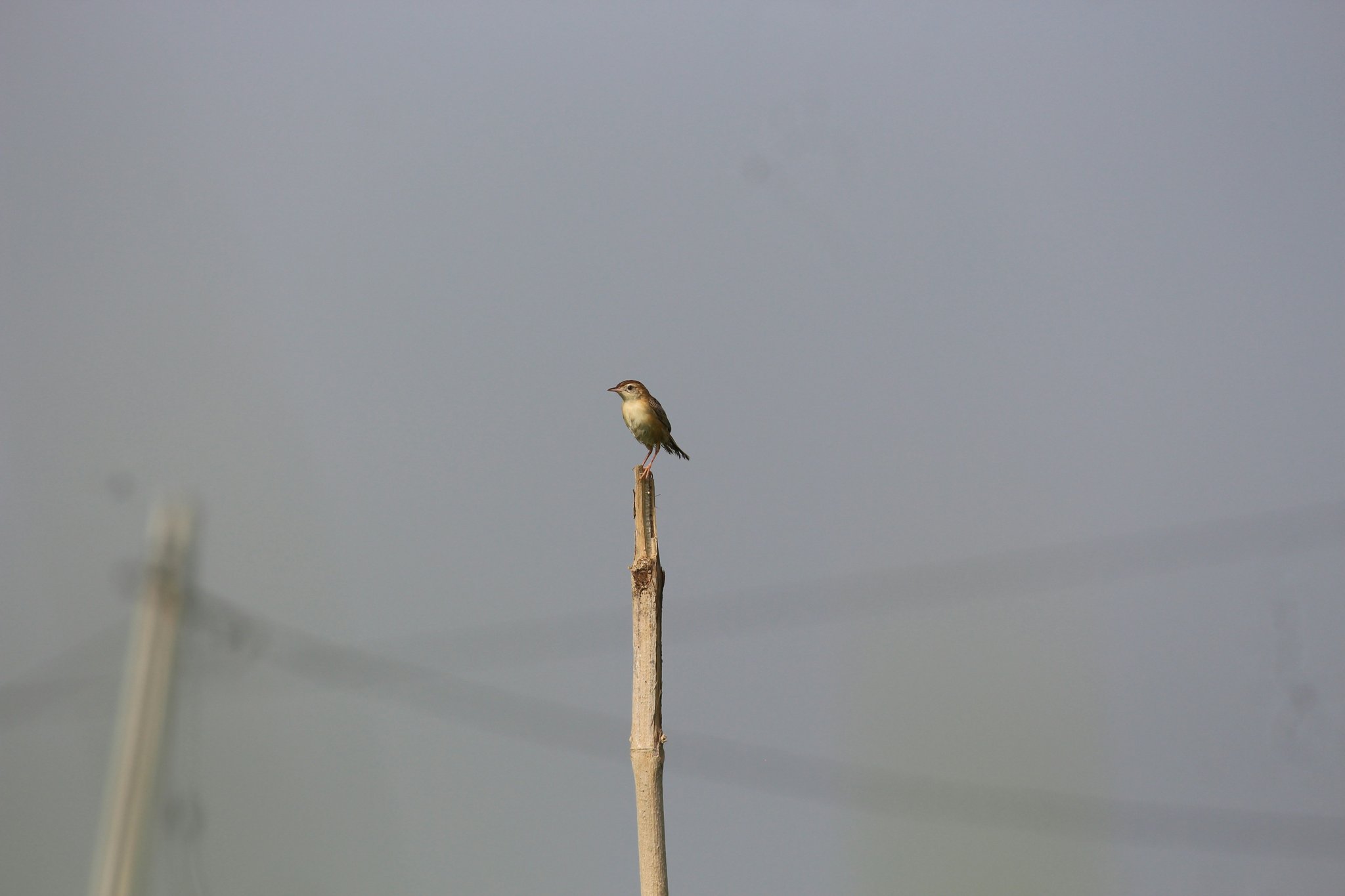 Graph showing rising grocery prices over time